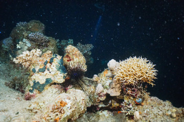 Fototapeta na wymiar Underwater shot of the vivid coral reef in tropical sea. Fish swimming over the reef
