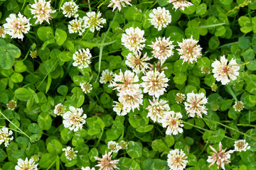 Clover