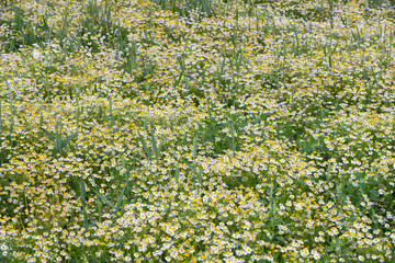 Chamomile/camomile field