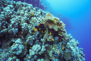 Plakat Underwater shot of the vivid coral reef in tropical sea. Fish swimming over the reef