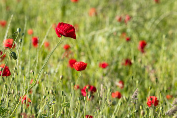 Poppy field in Flanders