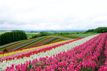 Beautiful rainbow flower fields, colorful lavender flowers farm,rural garden against white clouds sky background,the flower in pink,white,purple,summer at Furano , Hokkaido in Japan