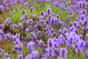 Close up lavender flowers farm,rural garden against white clouds sky background,the flower in row with purple flower foreground,spring time at Furano , Hokkaido in Jap