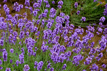 Naklejka premium Close up lavender flowers farm,rural garden against white clouds sky background,the flower in row with purple flower foreground,spring time at Furano , Hokkaido in Jap