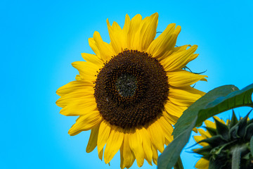 a close-up view of a brightly blooming sunflower