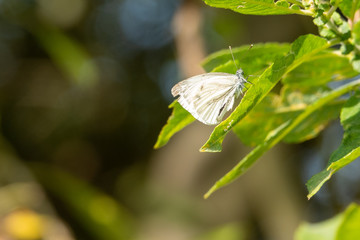 a close-up of a white butterfly sitting on a green blade of grass in the sunshine