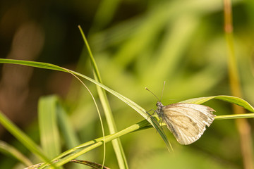 a close-up of a white butterfly sitting on a green blade of grass in the sunshine