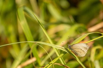 a close-up of a white butterfly sitting on a green blade of grass in the sunshine