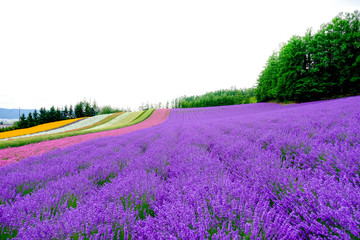 Beautiful rainbow flower fields, colorful lavender flowers farm,rural garden against white clouds sky background,the flower in row of pink,white,purple,spring time at Furano , Hokkaido in Japan