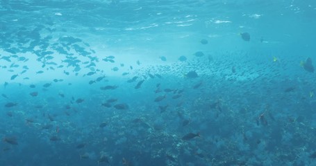 School of Pacific Creolefish from the reefs of the sea of cortez, mexico.