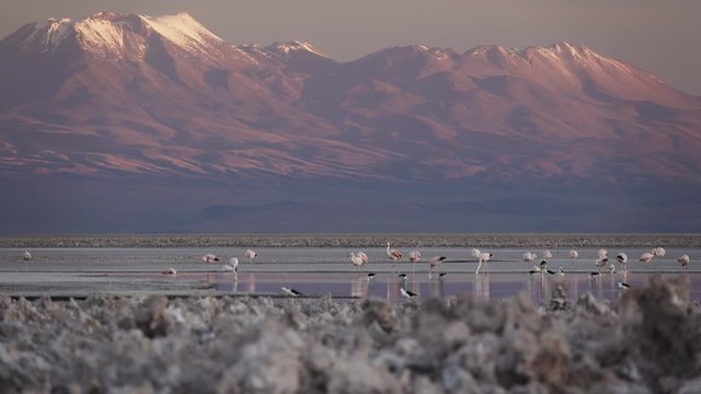 Sunset falling and flamingoes flapping over Atacama salar and Chaxa lagoon