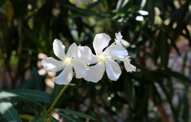 Obraz na płótnie Canvas Nerium oleander - Oleandro Bianco