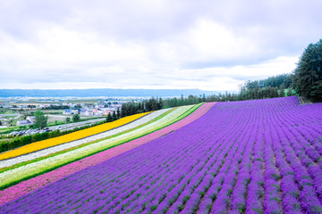 Beautiful rainbow flower fields, colorful lavender flowers farm with cityscape view,rural garden on white clouds sky and moutain background ,the flower in row ,spring time at Furano ,Hokkaido in Japan