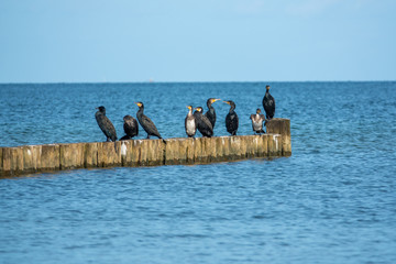 a group of black cormorants stands on a jetty at the Baltic Sea and looks out for fish