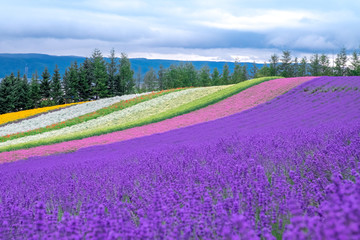 Naklejka na ściany i meble Beautiful rainbow flower fields, colorful lavender flowers farm,rural garden against white clouds sky background,the flower in row of pink,white,purple,spring time at Furano , Hokkaido in Japan