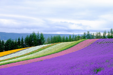 Fototapeta na wymiar Beautiful rainbow flower fields, colorful lavender flowers farm,rural garden against white clouds sky background,the flower in row of pink,white,purple,spring time at Furano , Hokkaido in Japan