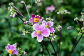 pink prairie rose flowers in garden
