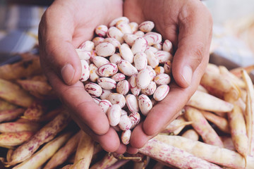 Phaseolus vulgaris is scientific name of Sugar Bean legume. Also known as Feijao Rajado or Frijol...