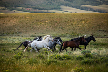 Wild Horse Sanctuary 