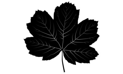 Black maple leaf vector silhouette