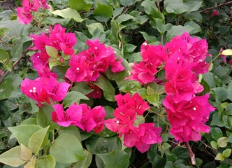 bougainvillea flower