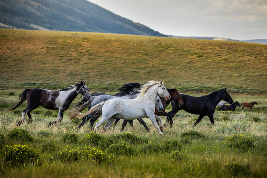 Wild Horse Sanctuary 