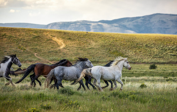 Wild Horse Sanctuary 