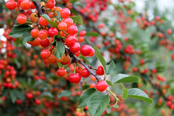 Big harvest of sweet red cherries in the garden. Большой урожай сладкой красной вишни в саду
