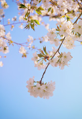 cherry blossom