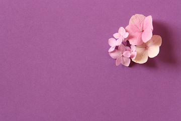 Pink hydrangea flowers on a purple background