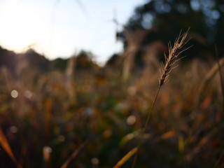 Sunrise rural meadow with long grass and trees