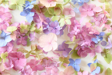 Red, green, blue hydrangea flowers on a light background