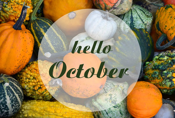 Hello October greeting card with colorful  pumpkins.Autumn harvest,Halloween or Thanksgiving...