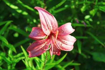 Flower pink lily. Close-up. Background. Scenery.