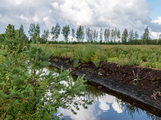 view of blueberry plantation, rainy autumn day, many clouds, wet road with sky glare, swampy ditch