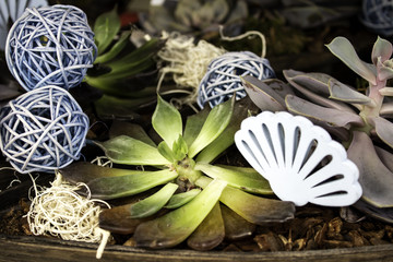 Decorative cactus