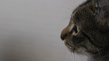 cat on a white background