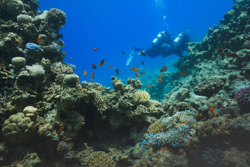Fototapeta na wymiar underwater coral reef landscape background in the deep blue sea with colorful fish and marine life