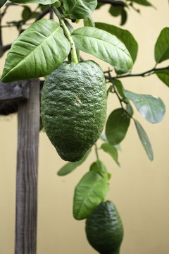Chinese lemon tree