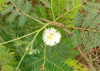 Leucaena leucocepphala is a shrub, consisting of a bouquet of flowers. The flowers are a complete flower. The fruits are flat pods, young shoots, inflorescences and young pods
