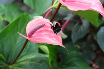Anthurium and butterfly
