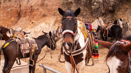 Horses for hiring at the mexican mining town of Real de Catorce