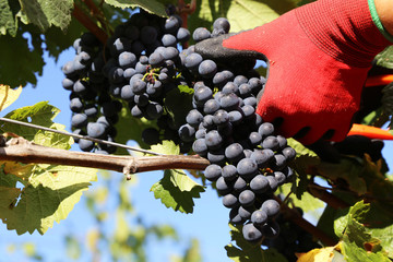 Manual grape harvesting, hand harvesting