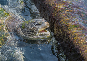 Obraz premium Turtle's head close up