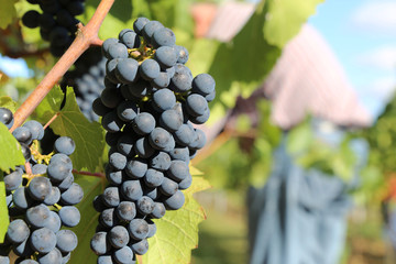 Weinlese Handlese
