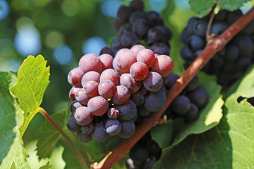 Blue grapes on vine