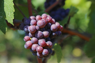 Blaue Weintrauben an Rebstock