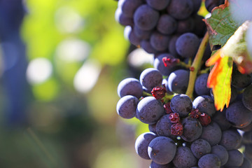 Blaue Weintrauben an Rebstock