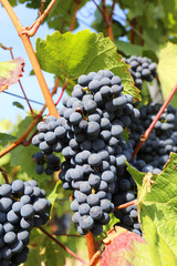 Blaue Weintrauben an Rebstock