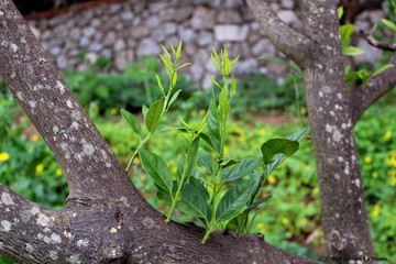 Germogli su arancio